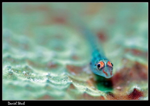 Commensal gobbie :-D by Daniel Strub 